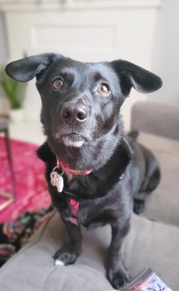 /Images/uploads/Mid County Chamber of Commerce/pet-mayor-2022/entries/23738thumb.jpg